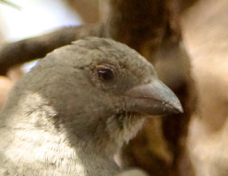 Sparrow Parrot-billed 5321