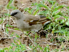 Sparrow Parrot-billed 9016