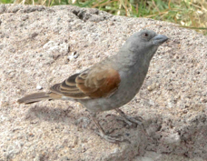 Sparrow Parrot-billed 3014