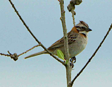 Rufous-collared Sparrow 8100