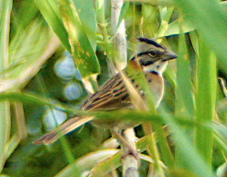 Rufous Collared Sparrow 7488
