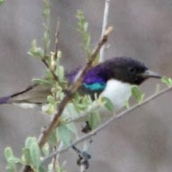 Sunbird Eastern violet-backed 192