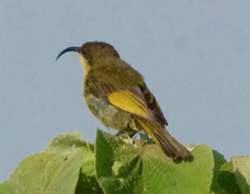 Sunbird Golden-winged female 0946