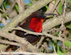 Sunbird Scarlet-chested male 8630