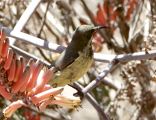Sunbird Scarlet-chested female 9423