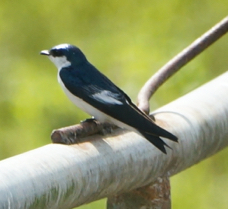 White-winged Swallow-490