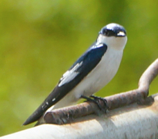 White-winged Swallow-494