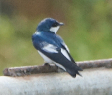 White-winged Swallow-481