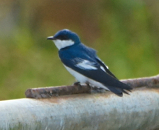 White-winged Swallow-479