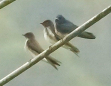 White-winged Swallow-284