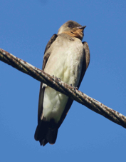 Swallow Southern Rough-winged 4449