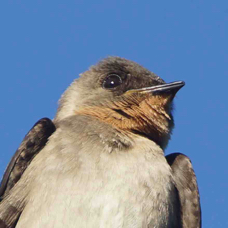 Swallow Southern Rough-winged 4449 2