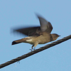 Swallow Southern Rough-winged 4716
