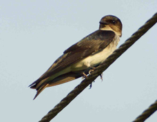 Swallow Southern Rough-winged 4731