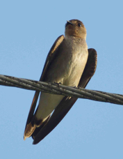 Swallow Southern Rough-winged 4781
