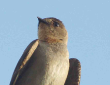 Swallow Southern Rough-winged 4787
