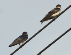 Swallows Southern Rough-winged 4726