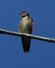 Southern Rough-winged Swallow 51226