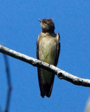 Southern Rough-winged Swallow 1218