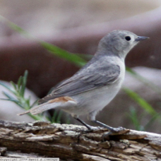 Lucy's Warbler 8488