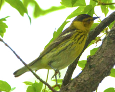 Cape May Warbler 3200