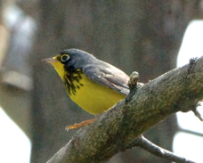 Canada Warbler male 1529