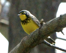 Canada Warbler male 1526