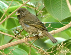 Seedeater Thick-billed 1802