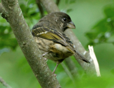 Seedeater Thick-billed 1774