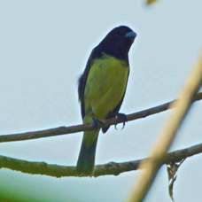 Seedeater Yellow-bellied male 4095