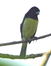 Seedeater Yellow-bellied 4104