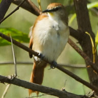 Yellow-chinnned Spinetail-192