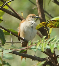 Yellow-chinned Spinetail-938