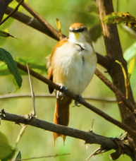 Yellow-chinned Spinetail-940