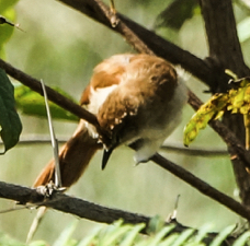 Yellow-chinned Spinetail-946
