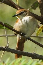 Yellow-chinned Spinetail-949