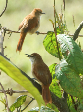 Yellow-chinned Spinetail-959