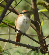Yellow-chinnned Spinetail-934
