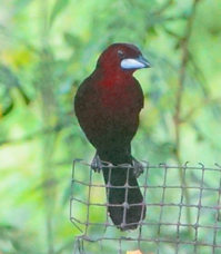 Silver-beaked Tanager male-403