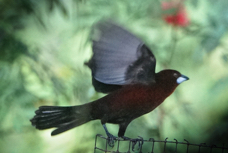 Silver-beaked Tanager male-414