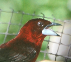 Silver-beaked Tanager female-473