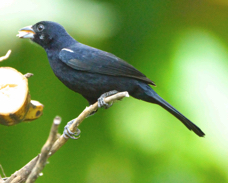 White-lined Tanager 1337