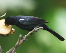 White-lined Tanager 1340