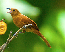 White-lined Tanager female 1469