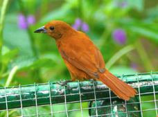 White-lined Tanager female-100