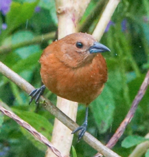 White-lined Tanager female-771