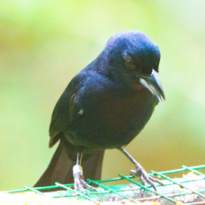 White-lined Tanager male-216