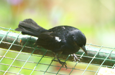 White-lined Tanager male-265