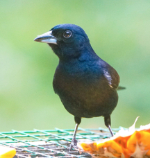 White-lined Tanager male-481