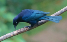 White-lined Tanager male-613